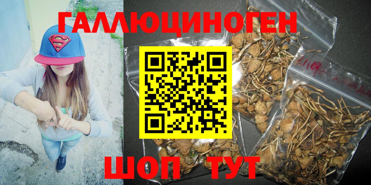 Псилоцибиновые грибы Psilocybine cubensis Сафоново